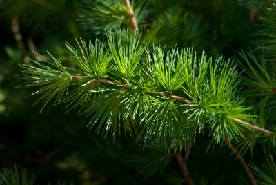 Larix laricina 'Glauca' - modřín modřínovitý - jehlice